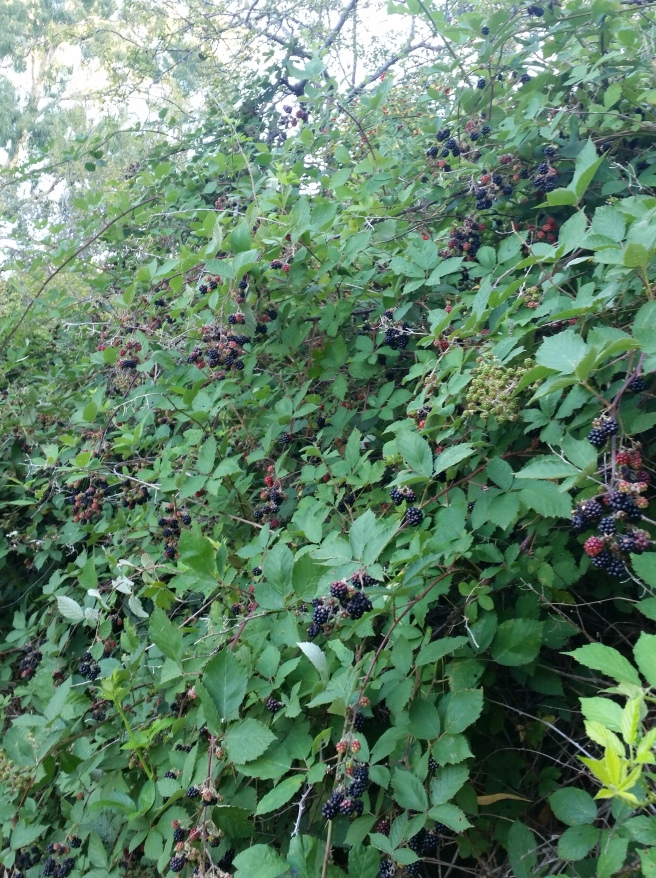 blackberries1